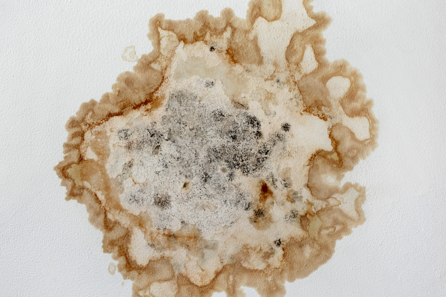 Five Types of Mold That are Harmful to You